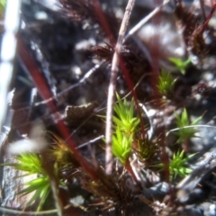 Polytrichum at Cooma, NSW - 13 Sep 2023