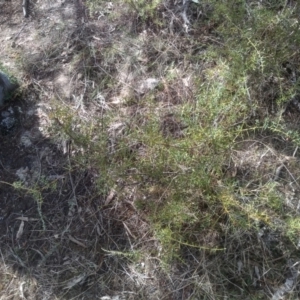 Daviesia ulicifolia subsp. ruscifolia at Cooma, NSW - 23 Sep 2023