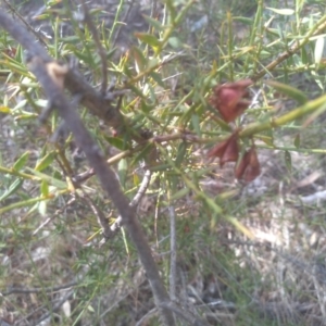 Daviesia ulicifolia subsp. ruscifolia at Cooma, NSW - 23 Sep 2023