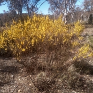 Acacia dawsonii at Dairymans Plains, NSW - 24 Sep 2023