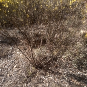 Acacia dawsonii at Dairymans Plains, NSW - 24 Sep 2023 10:39 AM