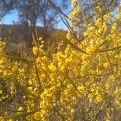 Acacia dawsonii at Dairymans Plains, NSW - 24 Sep 2023 10:39 AM