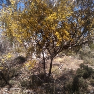 Acacia rubida at Dairymans Plains, NSW - 24 Sep 2023