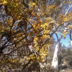 Acacia rubida at Dairymans Plains, NSW - 24 Sep 2023