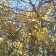 Acacia rubida at Dairymans Plains, NSW - 24 Sep 2023