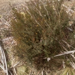 Pultenaea altissima (Tall Bush-pea) at Wadbilliga National Park - 27 Sep 2023 by mahargiani