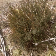 Pultenaea altissima (Tall Bush-pea) at Countegany, NSW - 27 Sep 2023 by mahargiani