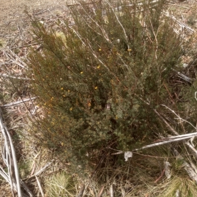 Pultenaea altissima (Tall Bush-pea) at Wadbilliga National Park - 27 Sep 2023 by mahargiani