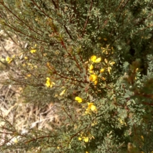 Pultenaea altissima at Countegany, NSW - 27 Sep 2023 11:14 AM