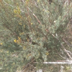 Pultenaea altissima at Countegany, NSW - 27 Sep 2023