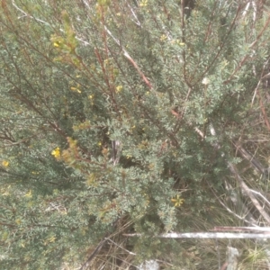 Pultenaea altissima at Countegany, NSW - 27 Sep 2023 11:14 AM