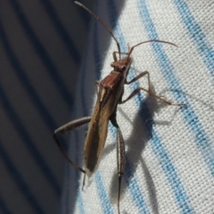 Melanacanthus scutellaris at Conder, ACT - 4 Apr 2023