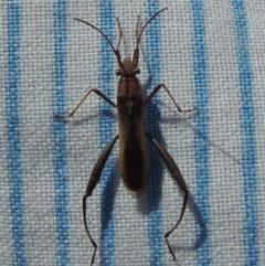 Melanacanthus scutellaris at Conder, ACT - 4 Apr 2023