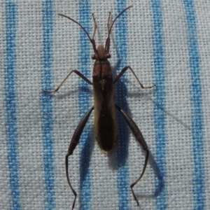 Melanacanthus scutellaris at Conder, ACT - 4 Apr 2023