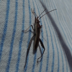 Melanacanthus scutellaris at Conder, ACT - 4 Apr 2023