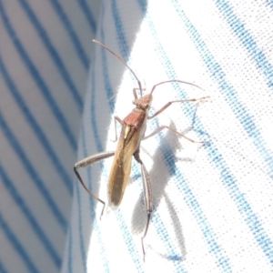 Melanacanthus scutellaris at Conder, ACT - 4 Apr 2023