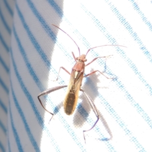 Melanacanthus scutellaris at Conder, ACT - 4 Apr 2023