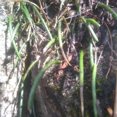 Dockrillia striolata (Streaked Rock Orchid) at Wadbilliga National Park - 27 Sep 2023 by mahargiani