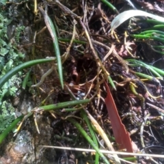 Dockrillia striolata at Countegany, NSW - 27 Sep 2023