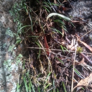 Dockrillia striolata at Countegany, NSW - 27 Sep 2023