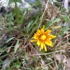 Taraxacum sp. (Dandelion) at Wadbilliga National Park - 27 Sep 2023 by mahargiani