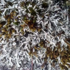 Lichen - foliose at Countegany, NSW - 27 Sep 2023 by mahargiani