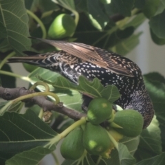 Sturnus vulgaris (Common Starling) at Pollinator-friendly garden Conder - 4 Apr 2023 by michaelb