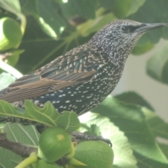 Sturnus vulgaris at Conder, ACT - 4 Apr 2023