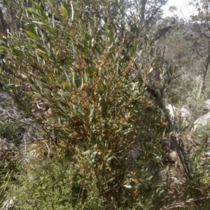 Daviesia mimosoides subsp. mimosoides at Countegany, NSW - 27 Sep 2023