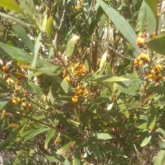 Daviesia mimosoides subsp. mimosoides at Countegany, NSW - 27 Sep 2023 12:03 PM