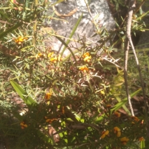 Daviesia ulicifolia subsp. ruscifolia at Countegany, NSW - 27 Sep 2023