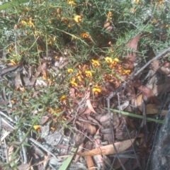 Daviesia ulicifolia subsp. ruscifolia at Countegany, NSW - 27 Sep 2023