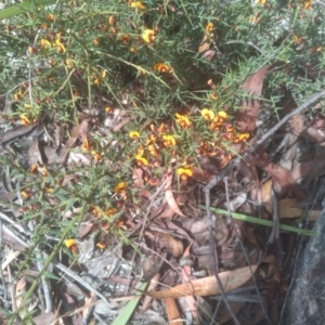 Daviesia ulicifolia subsp. ruscifolia at Countegany, NSW - 27 Sep 2023