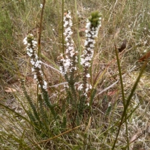 Epacris breviflora at Countegany, NSW - 27 Sep 2023 12:14 PM