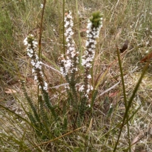 Epacris breviflora at Countegany, NSW - 27 Sep 2023