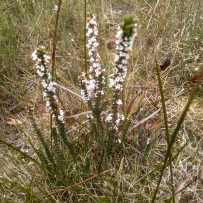 Epacris breviflora (Drumstick Heath) at Countegany, NSW - 27 Sep 2023 by mahargiani