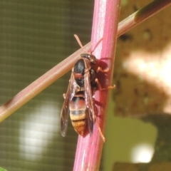 Polistes (Polistella) humilis (Common Paper Wasp) at Conder, ACT - 4 Apr 2023 by michaelb