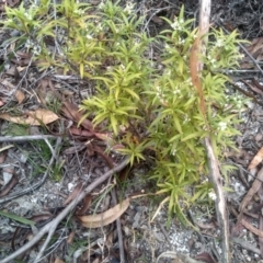 Leucopogon affinis (Lance Beard-heath) at Countegany, NSW - 27 Sep 2023 by mahargiani