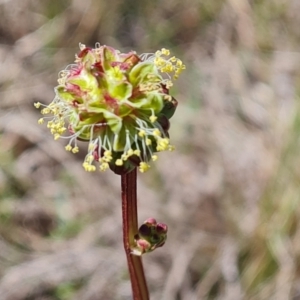 Sanguisorba minor at Phillip, ACT - 28 Sep 2023 11:36 AM