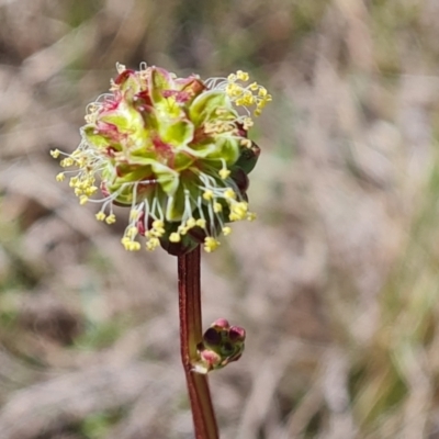 Sanguisorba minor (Salad Burnet, Sheep's Burnet) at Mawson Ponds - 28 Sep 2023 by Mike