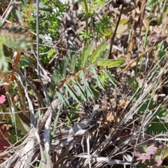 Sanguisorba minor at Phillip, ACT - 28 Sep 2023