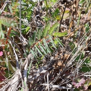 Sanguisorba minor at Phillip, ACT - 28 Sep 2023