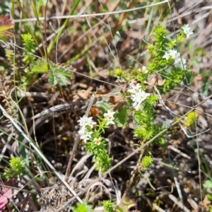 Asperula conferta at Phillip, ACT - 28 Sep 2023 11:35 AM