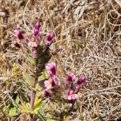 Parentucellia latifolia (Red Bartsia) at Mawson Ponds - 28 Sep 2023 by Mike
