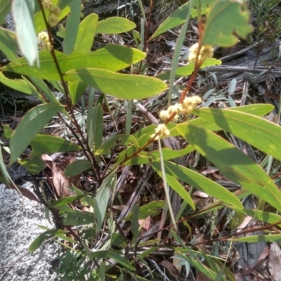 Acacia falciformis (Broad-leaved Hickory) at Wadbilliga National Park - 27 Sep 2023 by mahargiani