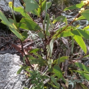Acacia falciformis at Countegany, NSW - 27 Sep 2023