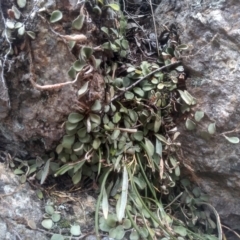 Pyrrosia rupestris (Rock Felt Fern) at Wadbilliga National Park - 27 Sep 2023 by mahargiani