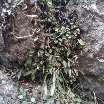 Pyrrosia rupestris (Rock Felt Fern) at Countegany, NSW - 27 Sep 2023 by mahargiani