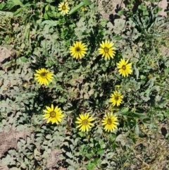 Arctotheca calendula (Capeweed, Cape Dandelion) at Mawson, ACT - 28 Sep 2023 by Mike