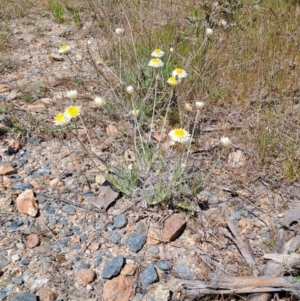 Leucochrysum albicans subsp. tricolor at Tuggeranong, ACT - 28 Sep 2023